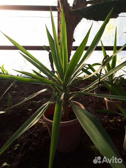 Комнатные цветы юкка