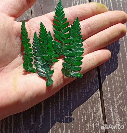 Микропапоротник стабилизированный