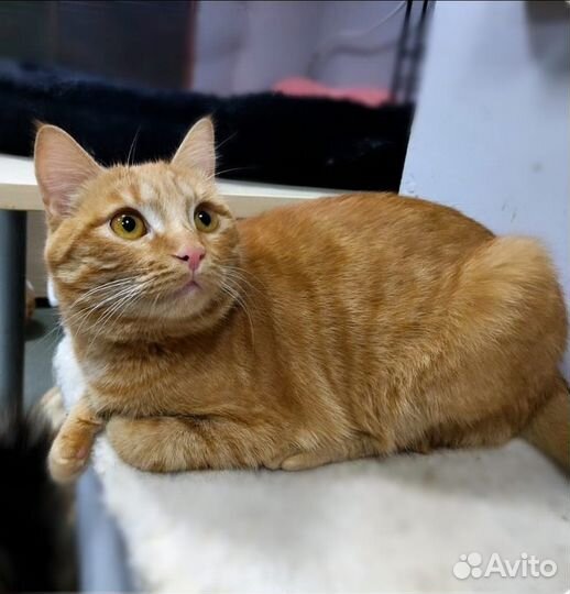 Кошечка ищет семью