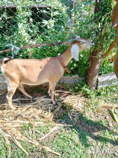 Продается коза