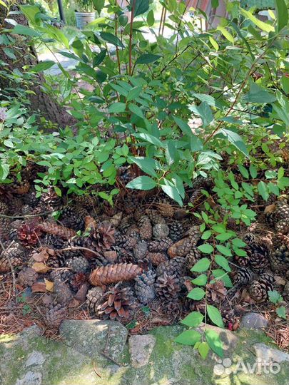 Шишки сосновые