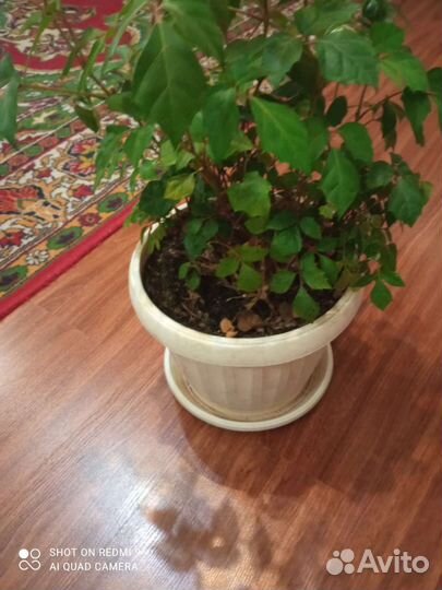 Домашние растения