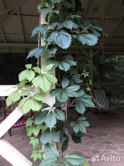 Девичий виноград