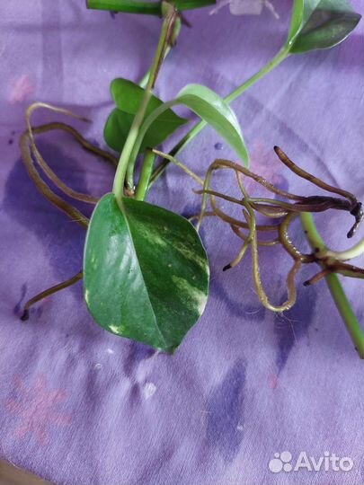 Сциндапсус