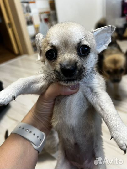 Щенки чихуахуа