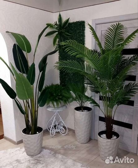 Мандариновое дерево с плодами