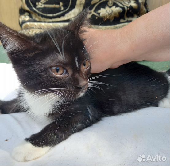 Кошки бесплатно