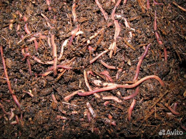 Червь навозный