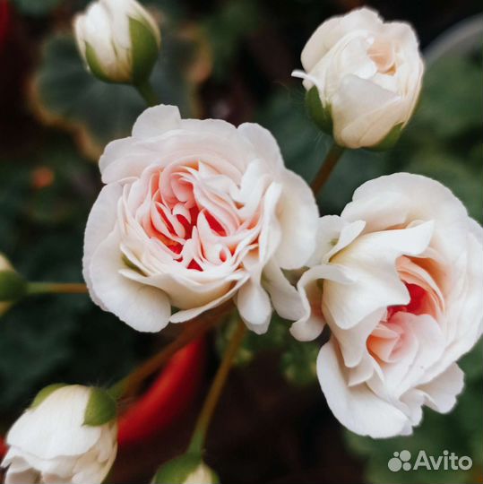 Ив Галина Уланова пеларгония