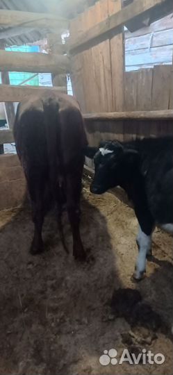 Первотелка