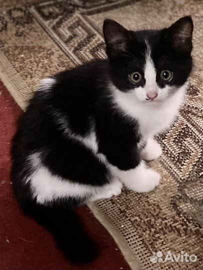 Котенок девочка