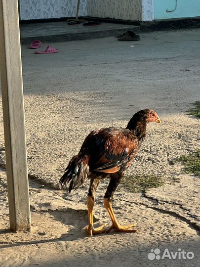 Бойцовые петухи