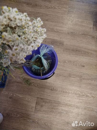 Саженцы клубники, цветов