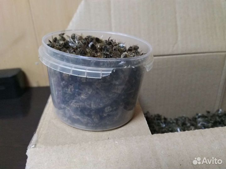 Пчелиный подмор. Продукты пчеловодства