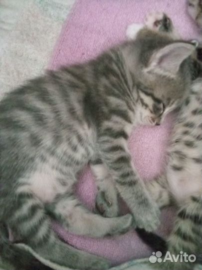 Котята в добрые руки приучены к лотку