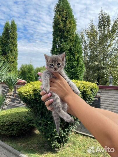 Котики бесплатно