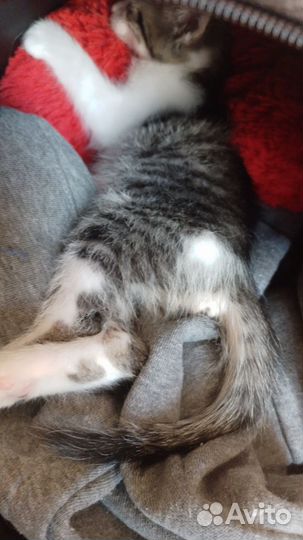 Котёнок в добрые руки отвечаем только взрослым