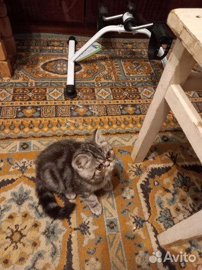 Продаю котят персов