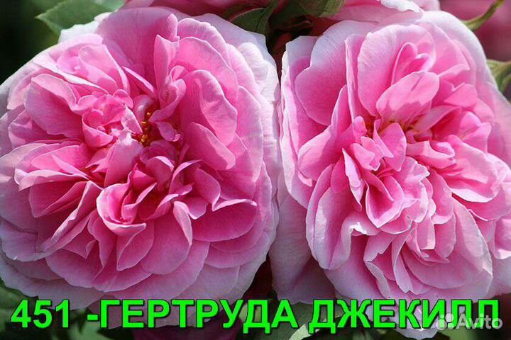 Саженцы роз из питомника