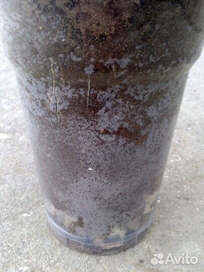 Девичий виноград