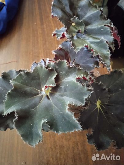 Бегония декоративно лиственная