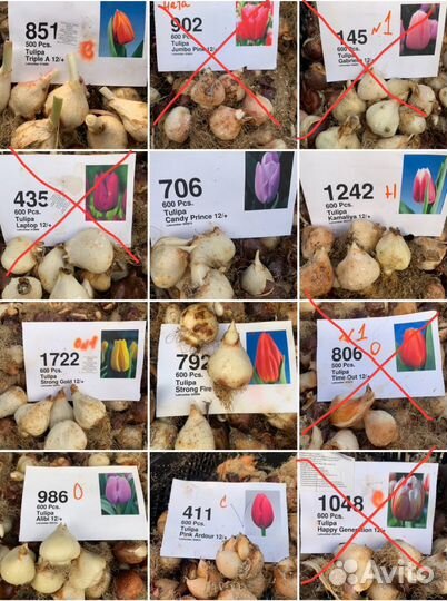 Тюльпан после выгонки