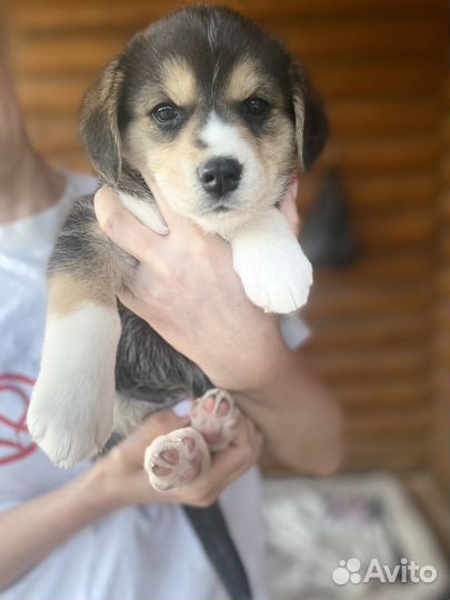 Бигль-хаски