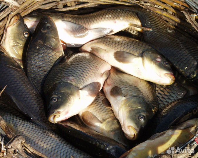 Свежая рыба Жерех