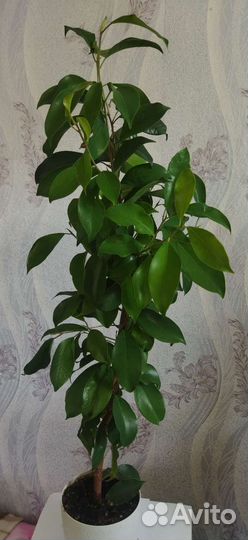 Фикус бенджамина