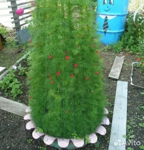 Ипомея Квамоклип