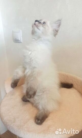 Невские маскарадные котята