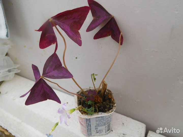 Ледебурия, кислица Батерфляй