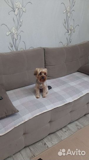 Мальчик, Йорк, три года,ищет девочку