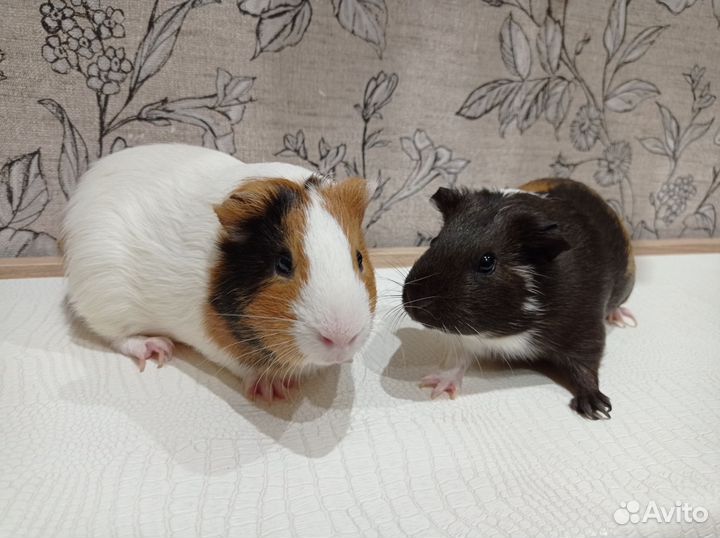 Морские свинки