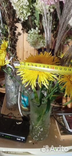 Хризантема желтая, Ф12см