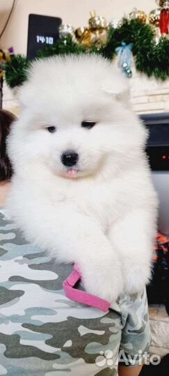 Щенки самоеда