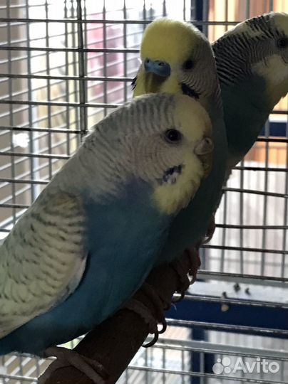 Волнистый попугай