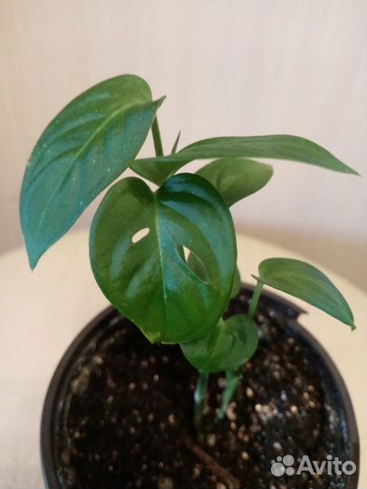 Сциндапсус, филодендрон,сингониум