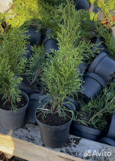 Туя Смарагд Р9, 30см+