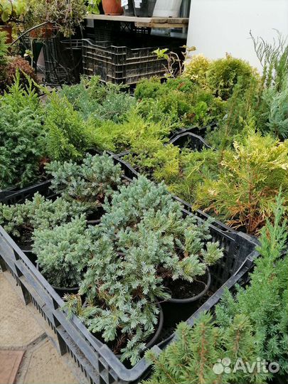 Хвойные растения. Туи. Можевельник. Елка