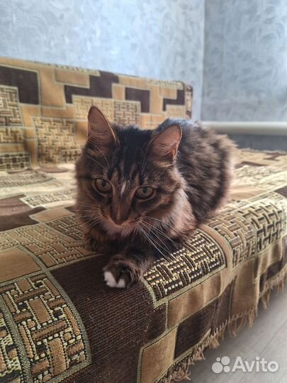 Кот отдам бесплатно