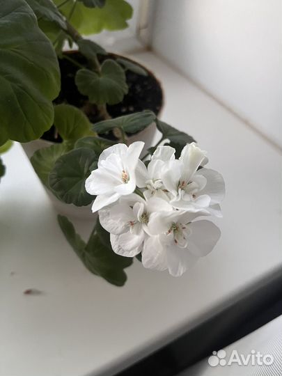 Герань черенки