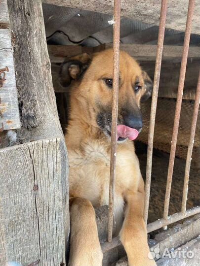 Отдам бесплатно