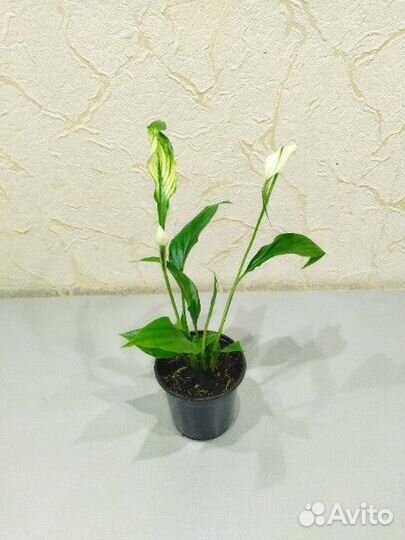 Спатифиллум Шопен