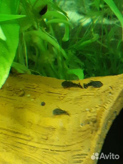 Сомики анциструсы