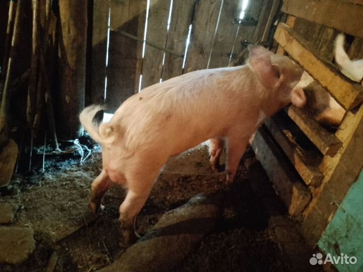 Богов на племя