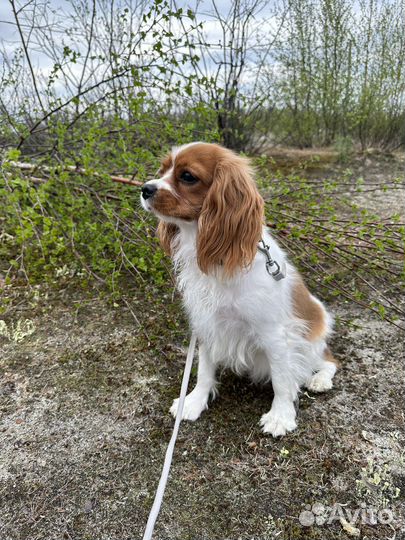 Кавалер кинг чарльз спаниель девочка