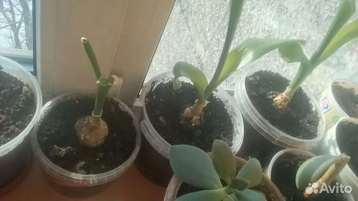 Индийский лук цветочные горшки