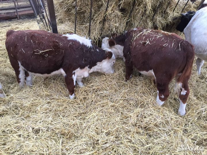 Бычки и телята