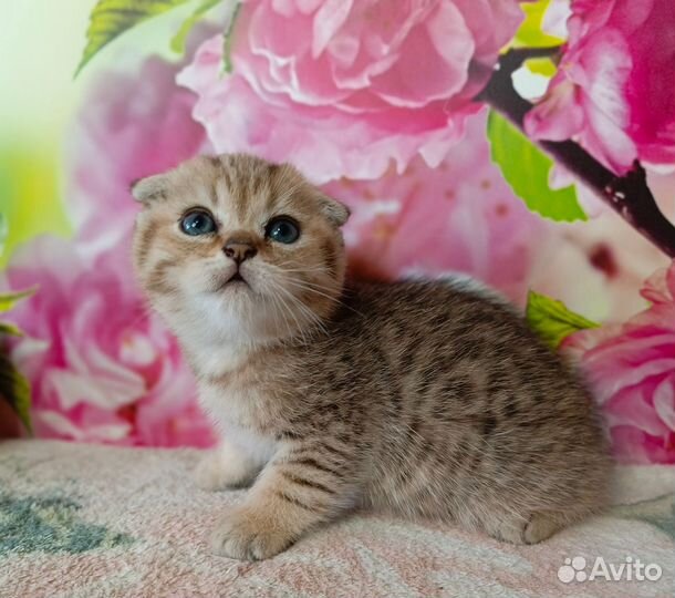 Шотландский вислоухий малыш мальчик